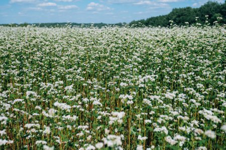 Foto de Florecimiento de trigo sarraceno en Ucrania, Los campos de trigo sarraceno con flores blancas en la región de Kiev - Imagen libre de derechos
