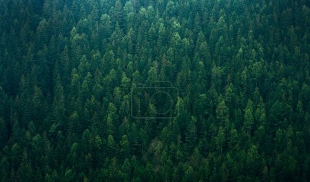 Photo for Top view forest conifer spruce nature background fir tree, park landscape woodland mountain - Royalty Free Image