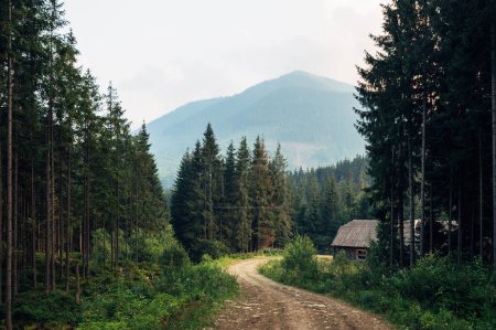 Téléchargez les photos : Beauté dans la nature paysage, une maison dans les Carpates parmi les conifères - en image libre de droit