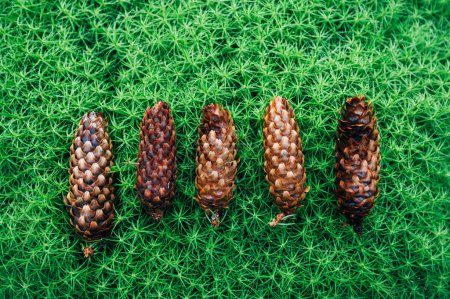 Photo for Fir cones on moss, details of nature backgrounds - Royalty Free Image