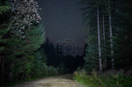 Téléchargez les photos : Une route dans la forêt la nuit, éclairée par des phares. Paysage dans les montagnes dans le parc national - en image libre de droit