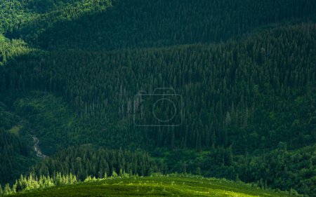 Photo for Beautiful landscape of the Ukrainian Carpathians, aerial photo of forests and meadows in the Carpathians - Royalty Free Image