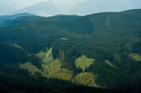 Photo for Legislation to destroy the last natural wild forests in Ukrainian Carpathian, Sanitary felling casualties. - Royalty Free Image
