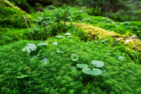 Téléchargez les photos : Mousse fond naturel vert dans la forêt humide, détails de la nature, parc forestier - en image libre de droit
