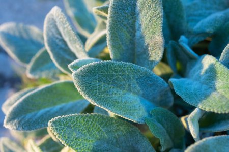 Photo for Sage leaves background closeup garden - Royalty Free Image