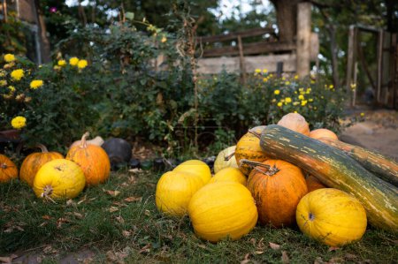 Photo for Pumpkins in the village in autumn near the house - Royalty Free Image