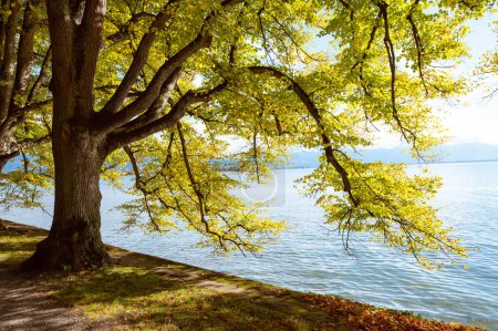 Téléchargez les photos : Un hêtre près du lac de Constance en automne, lindau, Allemagne - en image libre de droit