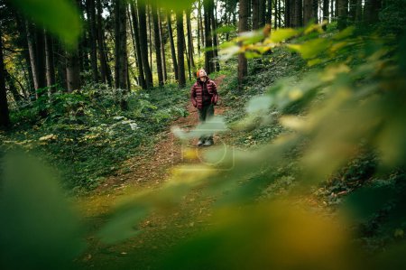 Téléchargez les photos : Une promenade dans la forêt - en image libre de droit