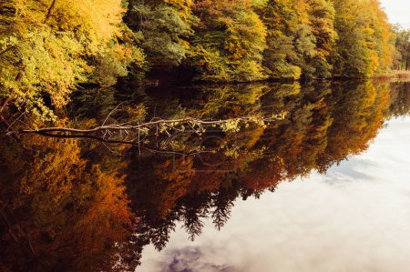 Photo for Yellow autumn trees are reflected in the water - Royalty Free Image