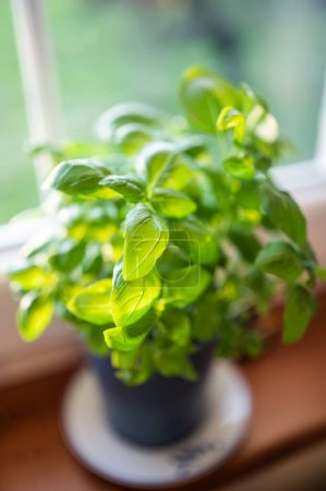 Photo for Basil plant on the window in the kitchen in the house - Royalty Free Image
