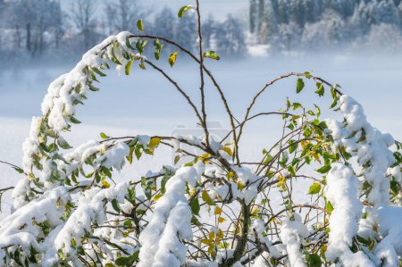 Téléchargez les photos : La première neige a courbé les branches des arbres avec des feuilles - en image libre de droit