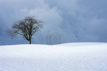Téléchargez les photos : Arbre solitaire dans le champ en hiver, neige et beau ciel sombre, paysage avec horizon - en image libre de droit