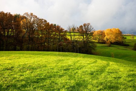 Téléchargez les photos : Herbe verte et arbres paysage en automne en Novembre - en image libre de droit