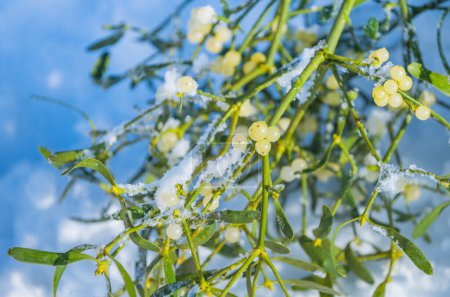Photo for Christmas traditional plant decoration Viscum album in the snow - Royalty Free Image