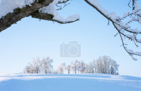 Téléchargez les photos : Beau paysage hivernal de champs et d'arbres gelés, enneigés et blancs - en image libre de droit