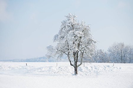 Téléchargez les photos : Un arbre dans la neige, un beau paysage par une journée d'hiver par temps clair et ensoleillé - en image libre de droit