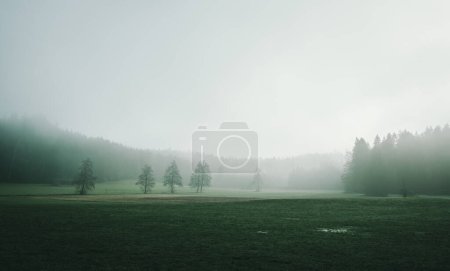 Photo for Fog on the meadow in autumn, a beautiful mystical landscape panorama - Royalty Free Image