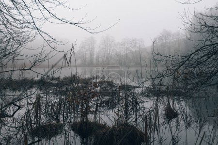 Téléchargez les photos : Beau temps sombre, en automne près du lac dans le brouillard - en image libre de droit