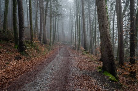 Téléchargez les photos : La route à travers la forêt dans le brouillard - en image libre de droit