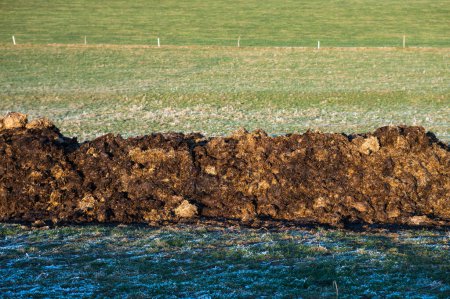 Photo for Heap of manure on the field, farm - Royalty Free Image