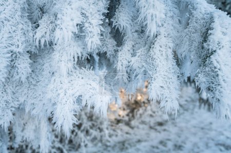Photo for Branches of a coniferous tree in the frost.  White snowy forest - Royalty Free Image