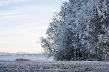 Foto de Naturaleza paisaje árboles en las heladas y vistas a la montaña en invierno - Imagen libre de derechos