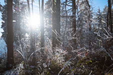 Photo for Frozen forest, beauty in the forest in frost and snow - Royalty Free Image