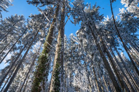 Photo for Frozen forest, beauty in the forest in frost and snow against the blue sky - Royalty Free Image