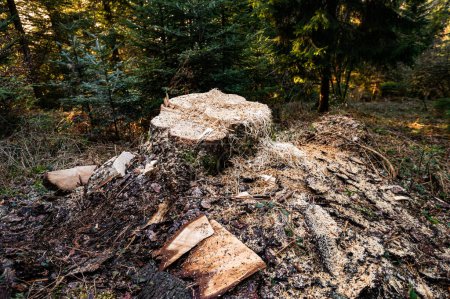 Foto de Árbol recién talado y tocón en el bosque, silvicultura - Imagen libre de derechos