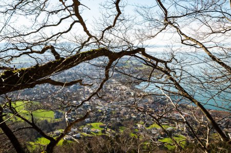 Bregenz spring and Lake Constance through tree branches