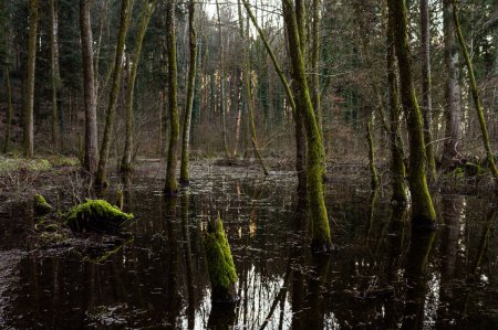 Téléchargez les photos : Forêts inondées au printemps nature de l'Europe, parc naturel et faune - en image libre de droit