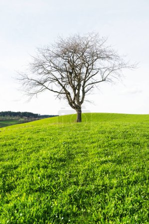 Téléchargez les photos : Belle nature printanière dans le sud de l'Allemagne, pâturages verts et grands arbres solitaires - en image libre de droit