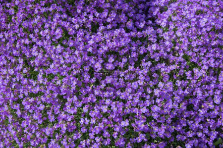 Photo for Aubrieta blue cushion. Blue cushions are long-lasting, impressive cushion plants for wall crowns and sunny slopes - Royalty Free Image
