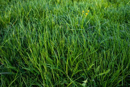 Foto de Verde hierba campo de primavera prado césped fondo - Imagen libre de derechos