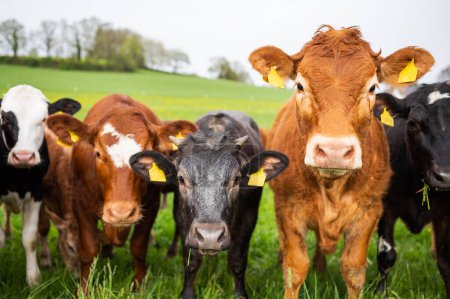 Téléchargez les photos : Troupeau de vaches regardant vers le bas, directement à la caméra - en image libre de droit