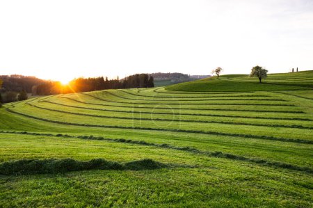 Foto de Cortar césped en campos paisaje y panorama en el sur de Alemania haymaking - Imagen libre de derechos