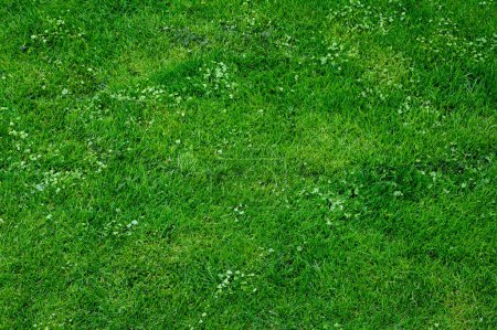 Téléchargez les photos : Vue aérienne de la pelouse. Directement au-dessus. Fond d'herbe verte naturelle, vue sur la pelouse fraîche - en image libre de droit