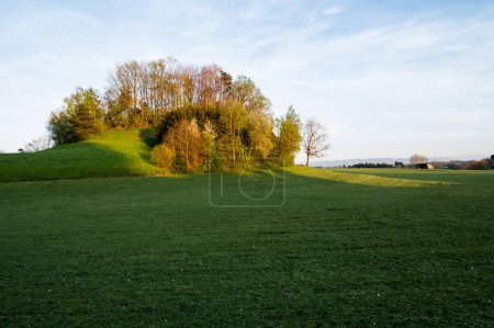 Téléchargez les photos : Paysage au coucher du soleil avec un champ d'herbe sauvage et une forêt - en image libre de droit
