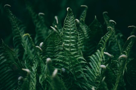 Photo for Green leaf fern, flora and foliage - Royalty Free Image
