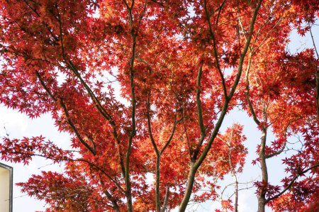 Téléchargez les photos : Érable japonais grand arbre fond de nature en ville - en image libre de droit