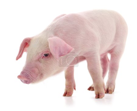 Photo for Pig who is represented on a white background - Royalty Free Image