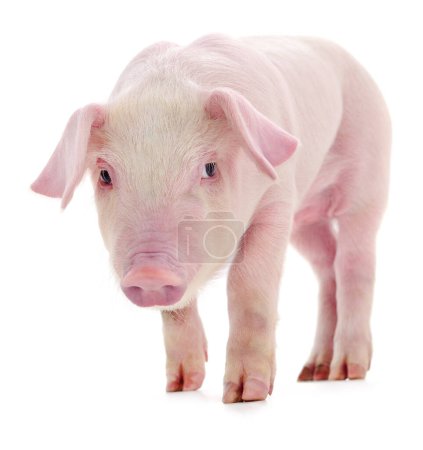 Photo for Pig who is represented on a white background - Royalty Free Image