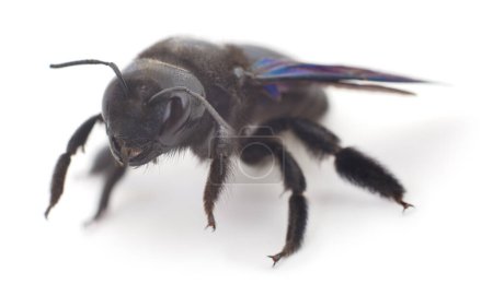 Black Xylocopa Violacea isolated on white background. 
