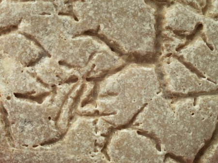 Foto de Huellas antiguas de organismos vivos en piedra - Imagen libre de derechos