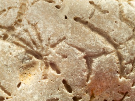 Foto de Huellas antiguas de organismos vivos en piedra - Imagen libre de derechos