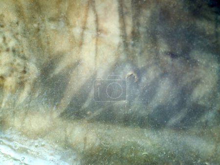 Téléchargez les photos : Empreintes anciennes d'organismes vivants dans la pierre - en image libre de droit