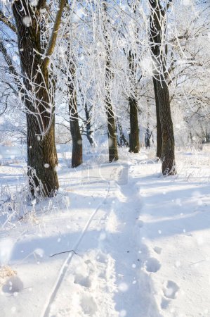 Blick in den Winterwald nach Schneesturm