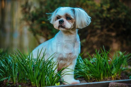 Foto de Shih tzu perro sentado en la hierba en el jardín - Imagen libre de derechos