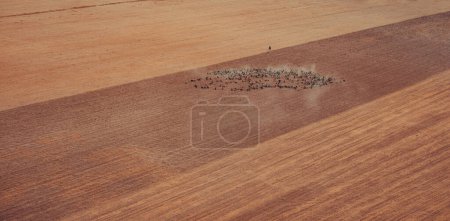 Téléchargez les photos : Berger avec troupeau de bétail, Kazakhstan paysage tourné à partir d'un avion - en image libre de droit
