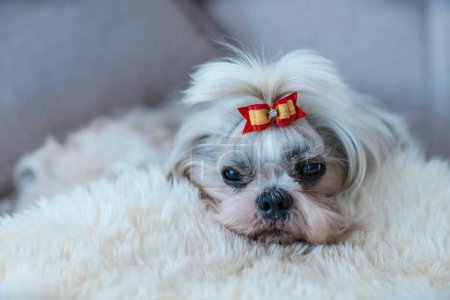 Photo for Shih tzu dog with bow sleeping on white fur in a bed - Royalty Free Image